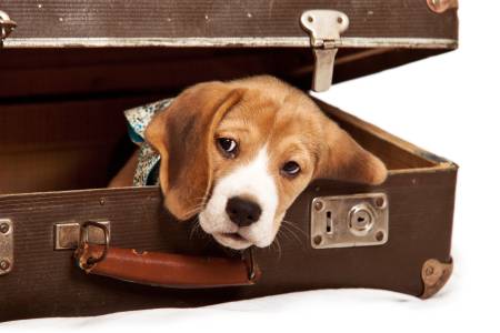 Hund freut sich im Koffer auf Frankreich