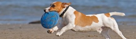 Hund am Strand mit Frisbee