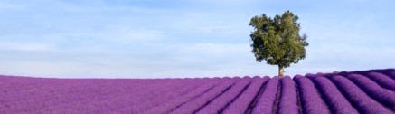 Lavendelfelder in Südfrankreich