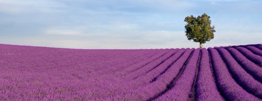 Provence-Urlaub - Lavendelfelder