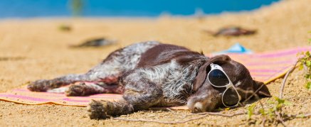 Hund schläft in Frankreich am Strand